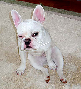 dog_01.jpg